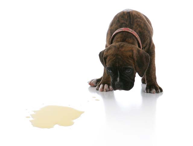 Hundetrainer Stubenrein