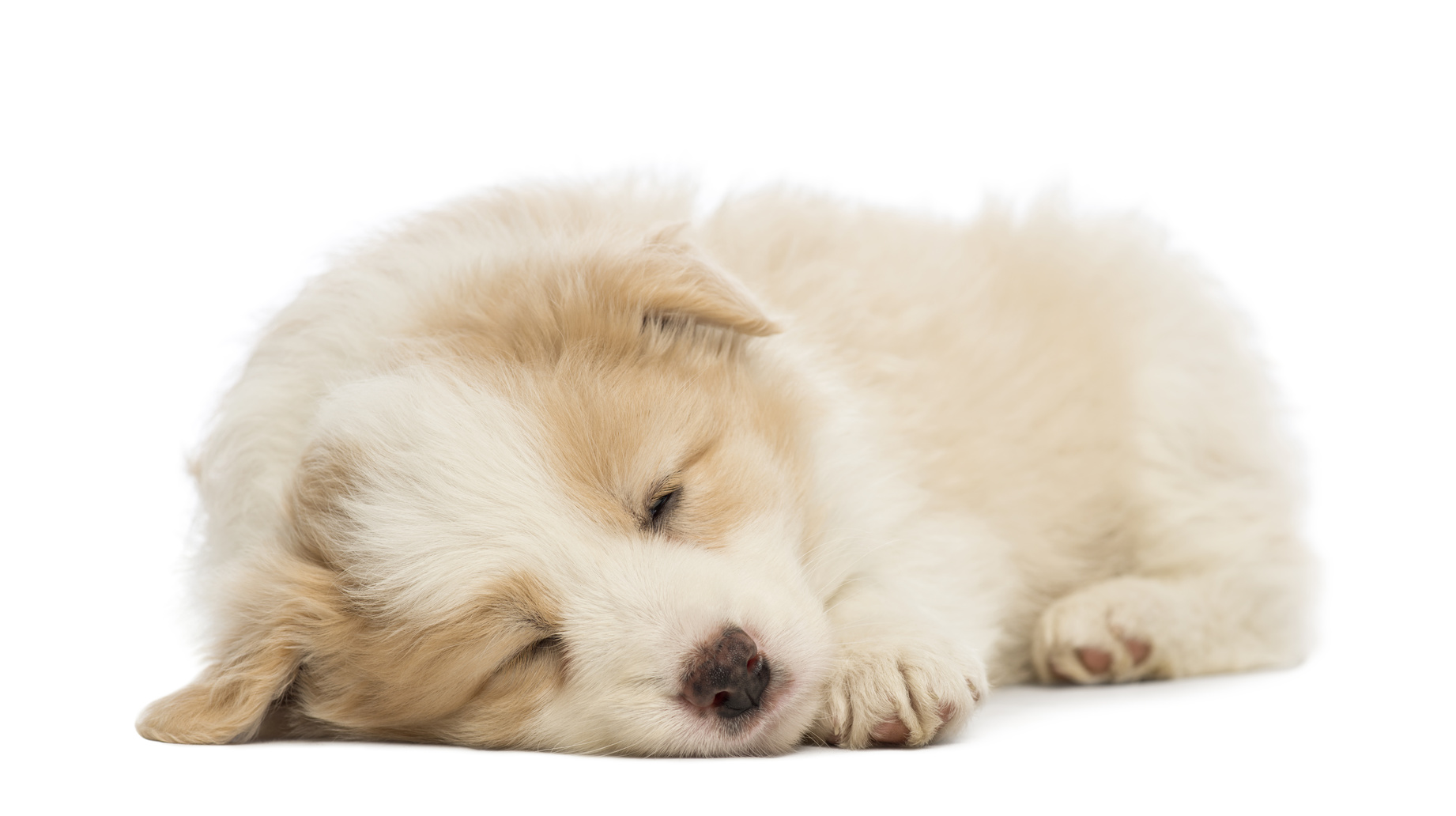 Щенок 6 недель. Спящий корги на белом фоне. Счастливый щенок лежит. Длинношерстная собака лежит.